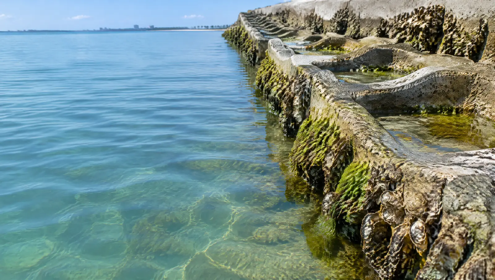Textured living seawall panels with small tide pools, young algae and oysters at the waterline