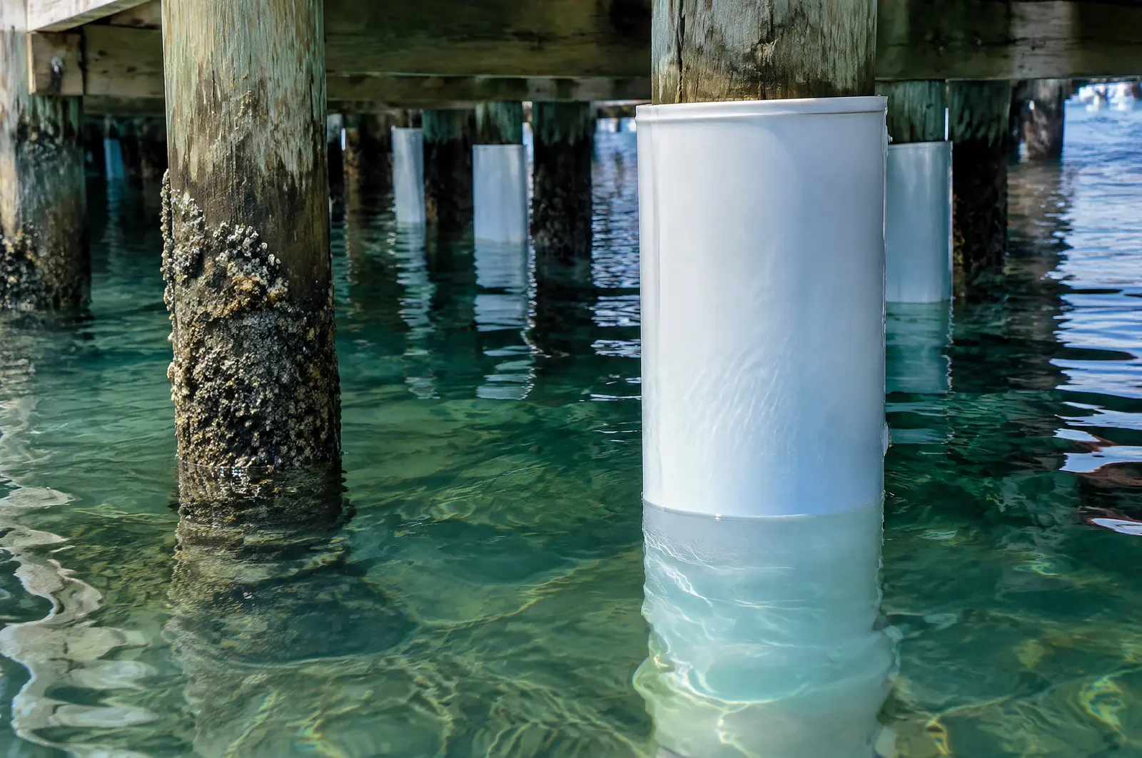 Timber dock pilings with plastic wraps beside an older unwrapped piling with barnacles
