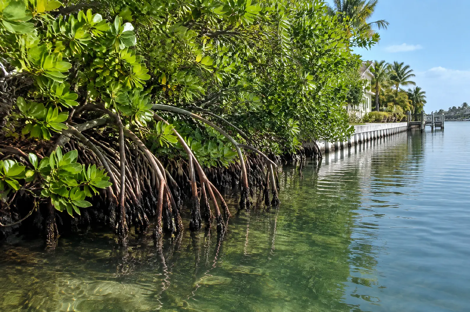 Red mangrove fringe with arching prop roots along a canal edge