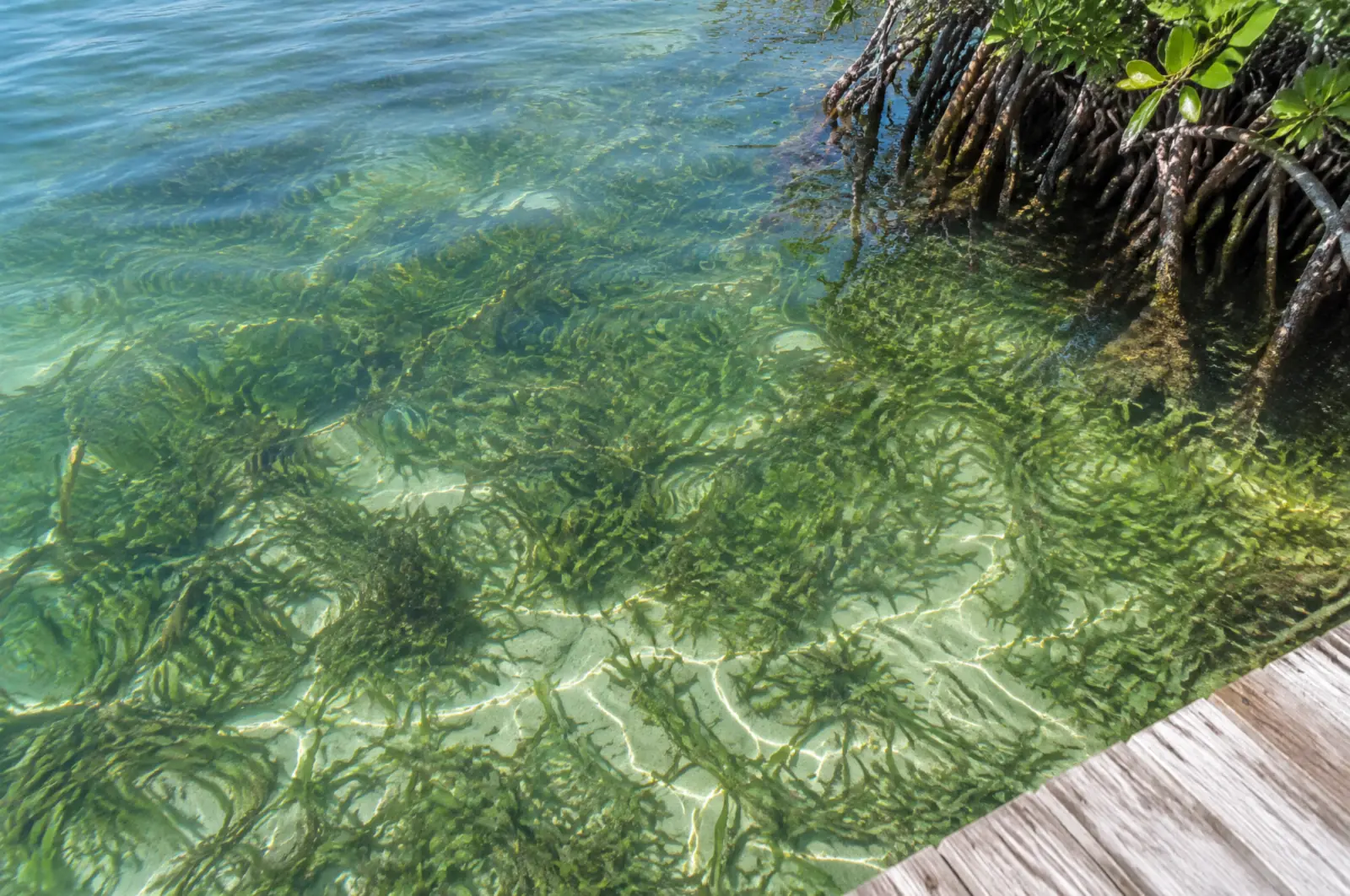 Healthy seagrass bed on a sandy bottom in clear shallow water next to mangrove roots